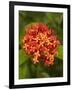 Tropical Flower, Coral Coast, Viti Levu, Fiji, South Pacific-David Wall-Framed Photographic Print