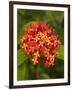 Tropical Flower, Coral Coast, Viti Levu, Fiji, South Pacific-David Wall-Framed Photographic Print