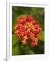 Tropical Flower, Coral Coast, Viti Levu, Fiji, South Pacific-David Wall-Framed Photographic Print