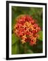 Tropical Flower, Coral Coast, Viti Levu, Fiji, South Pacific-David Wall-Framed Photographic Print