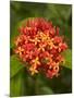 Tropical Flower, Coral Coast, Viti Levu, Fiji, South Pacific-David Wall-Mounted Photographic Print