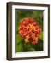 Tropical Flower, Coral Coast, Viti Levu, Fiji, South Pacific-David Wall-Framed Photographic Print