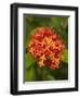 Tropical Flower, Coral Coast, Viti Levu, Fiji, South Pacific-David Wall-Framed Photographic Print