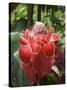 Tropical Flower, Costa Rica, Central America-R H Productions-Stretched Canvas