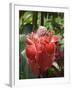 Tropical Flower, Costa Rica, Central America-R H Productions-Framed Photographic Print