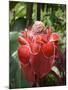 Tropical Flower, Costa Rica, Central America-R H Productions-Mounted Photographic Print