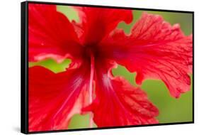 Tropical Flower, Costa Rica-null-Framed Stretched Canvas