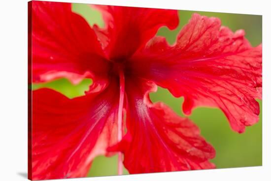 Tropical Flower, Costa Rica-null-Stretched Canvas