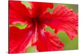 Tropical Flower, Costa Rica-null-Stretched Canvas