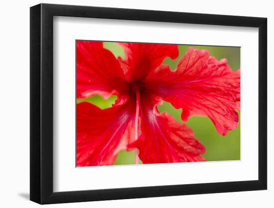 Tropical Flower, Costa Rica-null-Framed Photographic Print