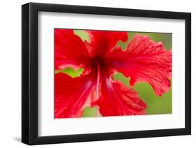Tropical Flower, Costa Rica-null-Framed Photographic Print
