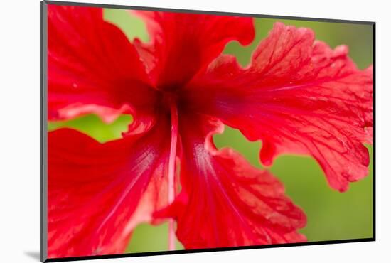 Tropical Flower, Costa Rica-null-Mounted Photographic Print