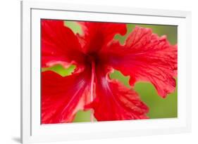 Tropical Flower, Costa Rica-null-Framed Photographic Print