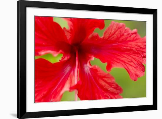 Tropical Flower, Costa Rica-null-Framed Photographic Print