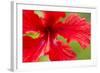 Tropical Flower, Costa Rica-null-Framed Photographic Print