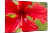 Tropical Flower, Costa Rica-null-Mounted Photographic Print