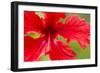 Tropical Flower, Costa Rica-null-Framed Photographic Print