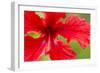 Tropical Flower, Costa Rica-null-Framed Photographic Print