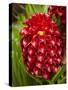 Tropical Flower in Garden, Coral Coast, Viti Levu, Fiji, South Pacific-David Wall-Stretched Canvas