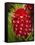 Tropical Flower in Garden, Coral Coast, Viti Levu, Fiji, South Pacific-David Wall-Framed Stretched Canvas