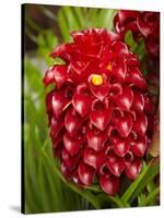 Tropical Flower in Garden, Coral Coast, Viti Levu, Fiji, South Pacific-David Wall-Stretched Canvas