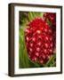 Tropical Flower in Garden, Coral Coast, Viti Levu, Fiji, South Pacific-David Wall-Framed Photographic Print