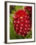 Tropical Flower in Garden, Coral Coast, Viti Levu, Fiji, South Pacific-David Wall-Framed Photographic Print