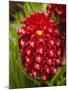 Tropical Flower in Garden, Coral Coast, Viti Levu, Fiji, South Pacific-David Wall-Mounted Photographic Print