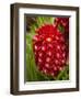 Tropical Flower in Garden, Coral Coast, Viti Levu, Fiji, South Pacific-David Wall-Framed Photographic Print