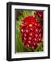 Tropical Flower in Garden, Coral Coast, Viti Levu, Fiji, South Pacific-David Wall-Framed Photographic Print