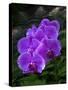 Tropical flower in Hawaii Botanical Garden, Big Island, Hawaii, orchid-Gayle Harper-Stretched Canvas