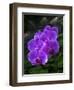 Tropical flower in Hawaii Botanical Garden, Big Island, Hawaii, orchid-Gayle Harper-Framed Photographic Print