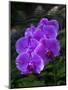 Tropical flower in Hawaii Botanical Garden, Big Island, Hawaii, orchid-Gayle Harper-Mounted Photographic Print