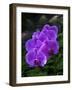 Tropical flower in Hawaii Botanical Garden, Big Island, Hawaii, orchid-Gayle Harper-Framed Photographic Print