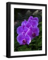 Tropical flower in Hawaii Botanical Garden, Big Island, Hawaii, orchid-Gayle Harper-Framed Photographic Print