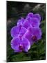 Tropical flower in Hawaii Botanical Garden, Big Island, Hawaii, orchid-Gayle Harper-Mounted Photographic Print