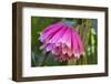 Tropical flower in Hawaii Botanical Garden, Big Island, Hawaii-Gayle Harper-Framed Photographic Print