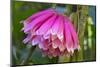 Tropical flower in Hawaii Botanical Garden, Big Island, Hawaii-Gayle Harper-Mounted Photographic Print