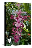 Tropical flower in Hawaii Botanical Garden, Big Island, Hawaii-Gayle Harper-Stretched Canvas