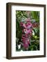 Tropical flower in Hawaii Botanical Garden, Big Island, Hawaii-Gayle Harper-Framed Photographic Print