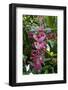 Tropical flower in Hawaii Botanical Garden, Big Island, Hawaii-Gayle Harper-Framed Photographic Print