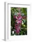 Tropical flower in Hawaii Botanical Garden, Big Island, Hawaii-Gayle Harper-Framed Photographic Print