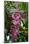 Tropical flower in Hawaii Botanical Garden, Big Island, Hawaii-Gayle Harper-Mounted Photographic Print