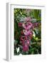 Tropical flower in Hawaii Botanical Garden, Big Island, Hawaii-Gayle Harper-Framed Photographic Print