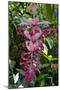 Tropical flower in Hawaii Botanical Garden, Big Island, Hawaii-Gayle Harper-Mounted Photographic Print