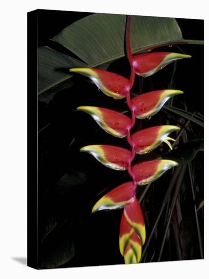 Tropical Flower on Culebra Island, Puerto Rico-Michele Molinari-Stretched Canvas