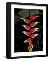 Tropical Flower on Culebra Island, Puerto Rico-Michele Molinari-Framed Photographic Print