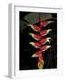 Tropical Flower on Culebra Island, Puerto Rico-Michele Molinari-Framed Photographic Print