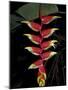 Tropical Flower on Culebra Island, Puerto Rico-Michele Molinari-Mounted Photographic Print