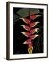 Tropical Flower on Culebra Island, Puerto Rico-Michele Molinari-Framed Photographic Print